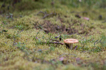 Mushrooms in the woods
