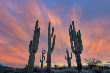 Close Up View Of A Stand Of Saguaro Cactus At Sunrise In Scottsdale, AZ Park