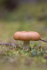 Mushrooms in the woods