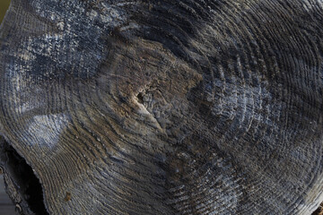 Dark tree trunk cut close up, natural wooden texture background