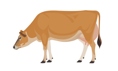 Cow Jersey - The Best Milk Cattle Breeds. Farm animals. Vector Illustration.