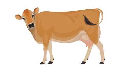 Fotobehang Cow Jersey - The Best Milk Cattle Breeds. Farm animals. Vector Illustration. © happy_job