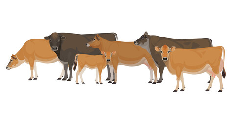 Set of Bull, Cow, Calf. Jersey - The Best Milk Cattle Breeds. Farm animals. Vector Illustration.