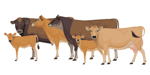 Set of Bull, Cow, Calf. Jersey - The Best Milk Cattle Breeds. Farm animals. Vector Illustration. © happy_job