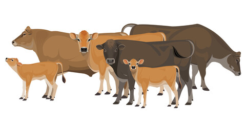 Set of Bull, Cow, Calf. Jersey - The Best Milk Cattle Breeds. Farm animals. Vector Illustration. - obrazy, fototapety, plakaty
