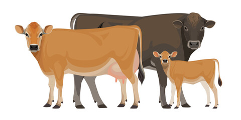 Set of Bull, Cow, Calf. Jersey - The Best Milk Cattle Breeds. Farm animals. Vector Illustration.