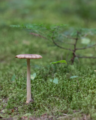 Mushrooms in the woods