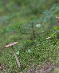 Mushrooms in the woods