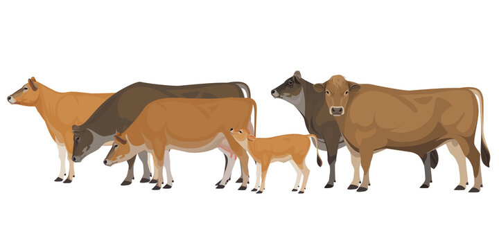 Set of Bull, Cow, Calf. Jersey - The Best Milk Cattle Breeds. Farm animals. Vector Illustration.