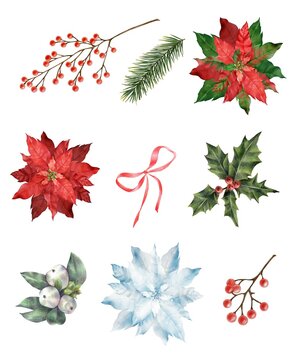 Christmas poinsettia, fir branch, Christmas plant with berries isolated on a white background. Decorative element. You can compose compositions for invitations, holidays, patterns.