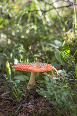 Mushrooms in the woods
