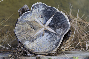 Tree trunk cut covered by salt in a salt pan in Sečovlje Salina Nature Park, natural wooden texture background