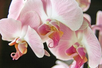 Orchidee rosa - 485624678