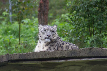 Animals at a zoo in Finland