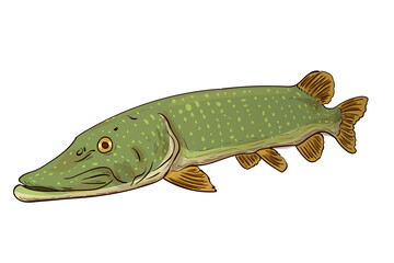 Pike Fish Northern Pike (Esox Lucius) Freshwater. Vector sketch of a fish isolated on a white background. - obrazy, fototapety, plakaty