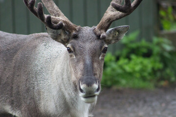 Animals at a zoo in Finland