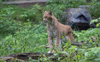 Animals at a zoo in Finland