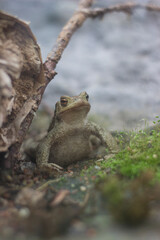 Animals at a zoo in Finland