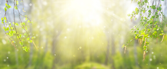 Sunny spring forest banner with birch branches. Birch branches with catkins on a blurred background. - obrazy, fototapety, plakaty