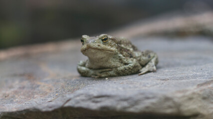Toad or Frog?