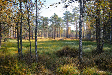Beautiful natural landscape in Lahemaa National Park in Estonia. Viru Raba swamp in autumn. Travel...