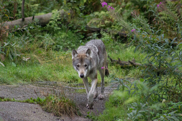 Grey Wolf in Zoo