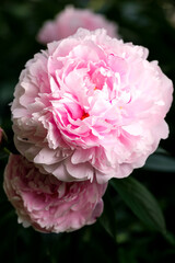 Peonia Rosa