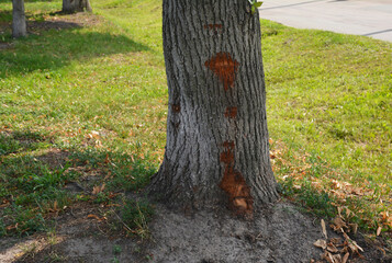A close-up of a tree bark damage, tree wound as a result of a car rear-end collision.