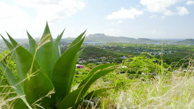 Overlooking the Caribbean neighbourhood of Brakkeput Abou in Curacao, with Tafelberg mountain in the distance and cactus in foreground. Static wide angle shot