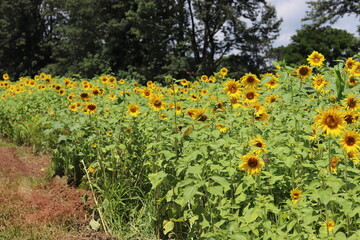 sunflowers in the garden