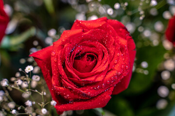 Sparkling Red Rose on Valentines Day Closeup