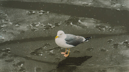 Seagull sits on ice, on the river, photo during the day