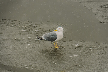 Seagull sits on ice, on the river, photo during the day