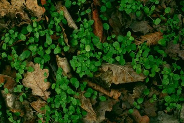 Walk through the forest. Photos of flowers, mushrooms, leaves and nature in general