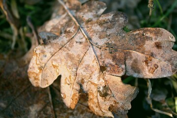 Walk through the forest. Photos of flowers, mushrooms, leaves and nature in general
