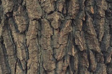 Walk through the forest. Photos of flowers, mushrooms, leaves and nature in general