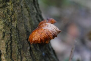 Walk through the forest. Photos of flowers, mushrooms, leaves and nature in general