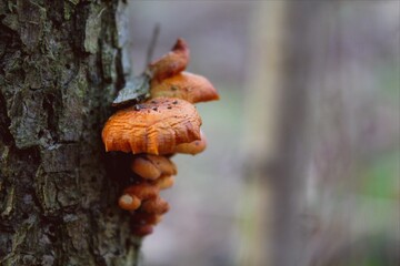 Walk through the forest. Photos of flowers, mushrooms, leaves and nature in general
