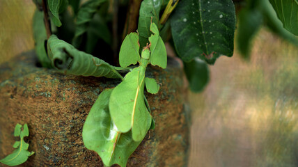 Leaf Insect the green Phylliidae sticking under a leaf and well camouflaged and themes towards the stem