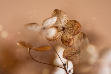Withered hydrangea paniculata flowers closeup over brown blur background. Macro photo of dried...