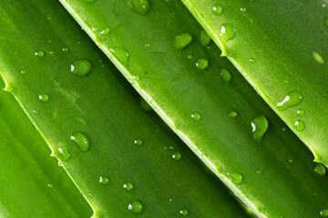 Aloe vera leaves with water drops closeup. Aloe vera green leaves background. Aloe vera plant for...