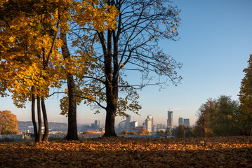 golden trees in the autumn with urban landscape backdrop - obrazy, fototapety, plakaty