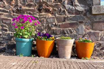 colourful pots with spring plants