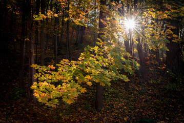 sunshine through the forest leaves