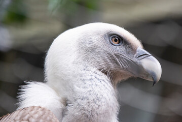 Vulture