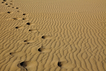 Fototapeta na wymiar A Pair of Footprints on a Sandy Beach