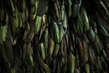 abstract background of dark feathers