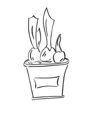 Flower pot with tulip bulbs. Growing flowers on the windowsill. First spring flowers.