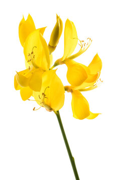 Spartium junceum flowers