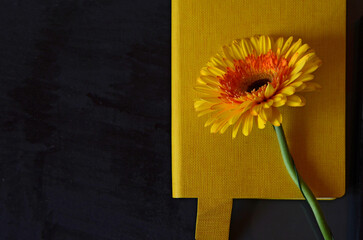 Yellow gerbera flower. Against the background is a yellow notebook and dark decorative plaster.